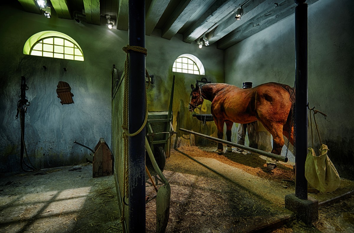 Vy från dunkel sadelkammare, en häst i ett bås och två bågformade fönster som släpper in ljus.